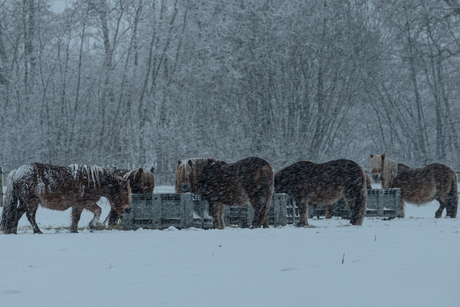 Pony's in de sneuw