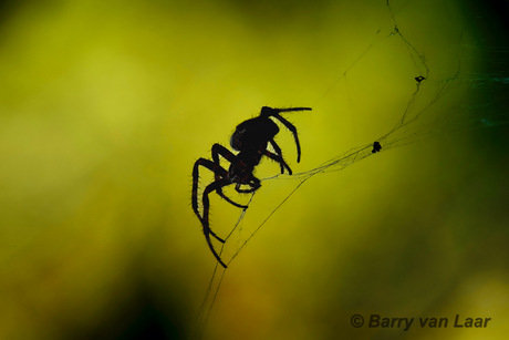 Arachnofobie?