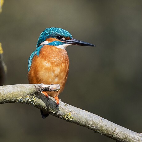 ijsvogel man 