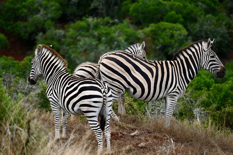 Zebra’s op de uitkijk