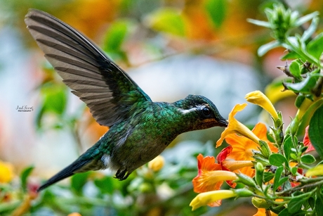 Hummingbird - kolibrie