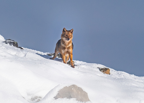 Nog een keertje de goudjakhals 
