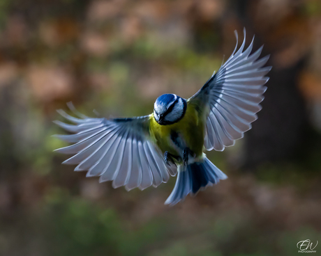 Een Pimpelmees in volle vaart—veren als penseelstreken, kleuren als een palet van de natuur.