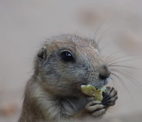  prairiehondje 