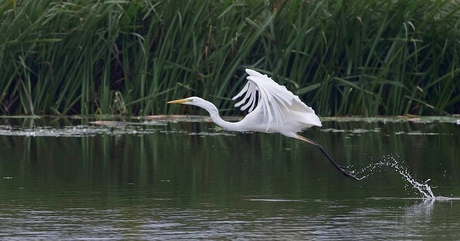 Grote Zilverreiger 