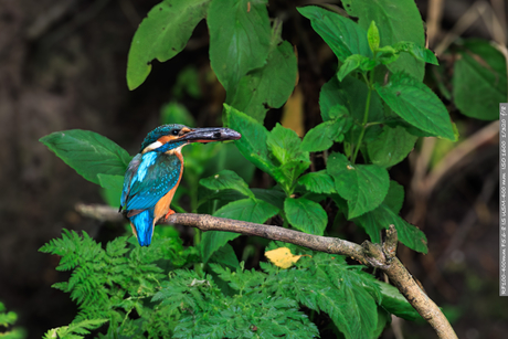 IJsvogel met een visje
