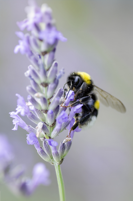 hommel bezoekt de lavendel