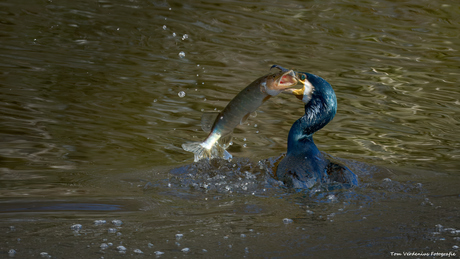 Deze kan geen kant op