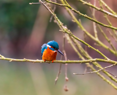 Kingfisher on the hunt