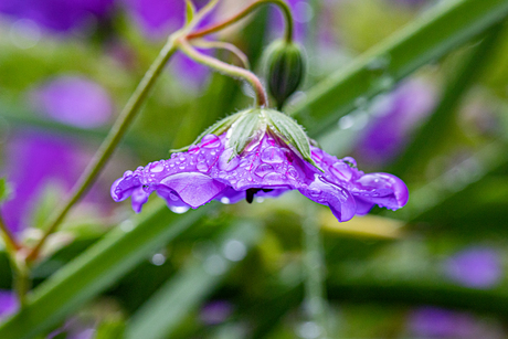 Geranium na een zomerse bui