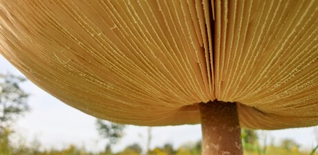 Onderkant gele paddenstoel