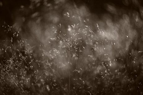 Grasjes in de wind