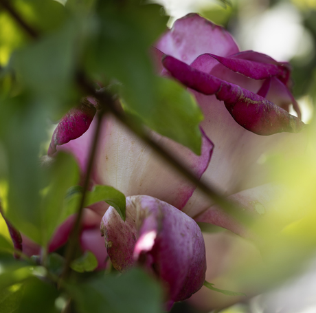 Hidden flower