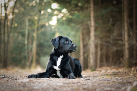 Nala in het bos