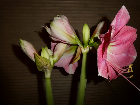 amaryllis