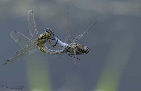 Gewone oeverlibel paringsrad