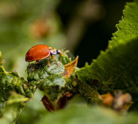 Lieveheersbeestje ♂ zonder zwarte stippen