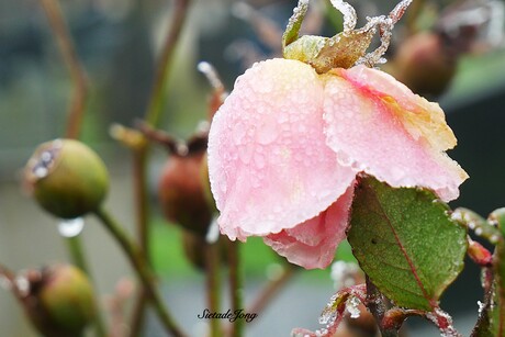 Winterschoonheid.
