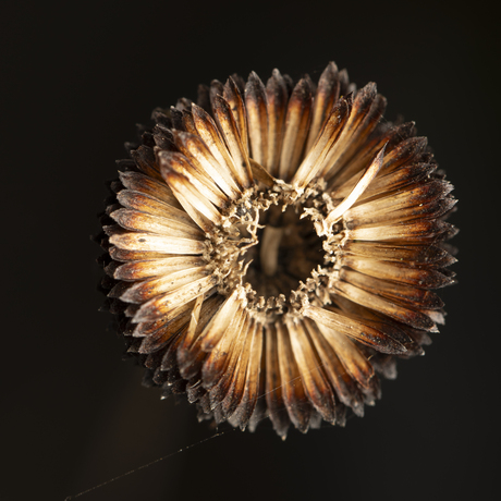 dried composite flower head
