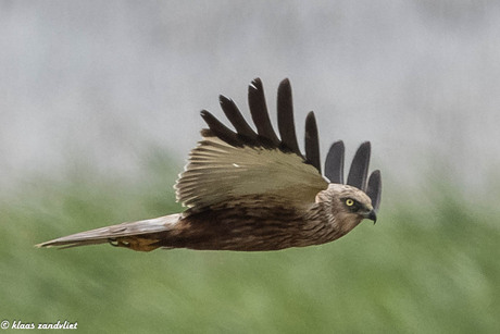 Bruine kiekendief - 8501