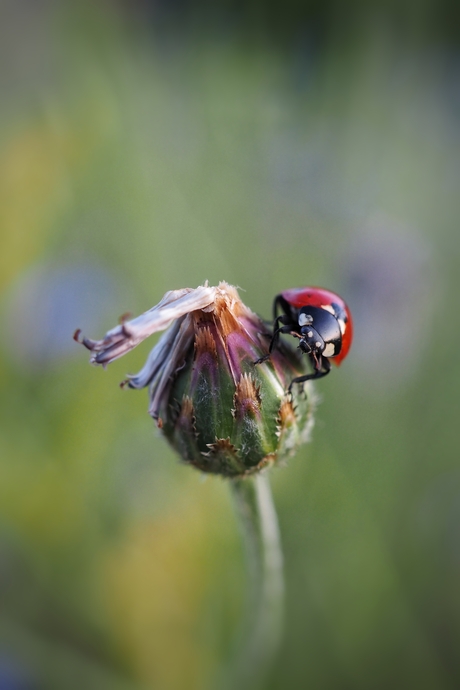 Ladybug in nature. 