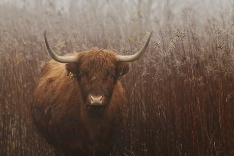 ontmoeting met Schotse hooglander