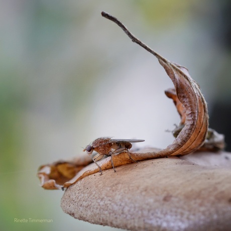 Vlieg en blad op paddenstoel