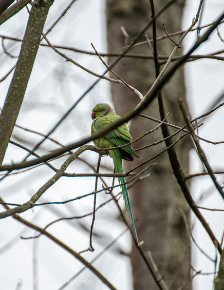 Groene halsband parkiet 