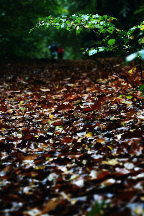 Een wandeling door de regen in het Bos