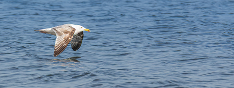 Juveniele zilvermeeuw vliegt laag over het Grevelingenmeer