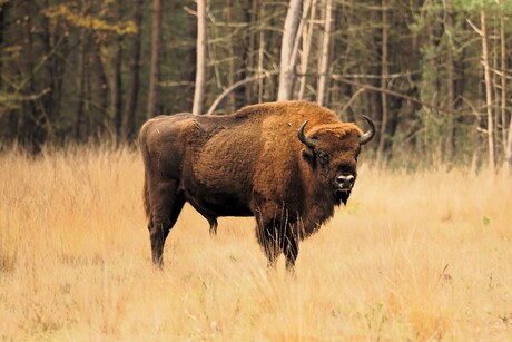 Wisent op de Veluwe