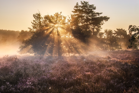 Mystiek landschap 