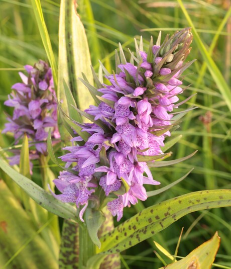 Vleeskleurige orchis x Gevlekte orchis.