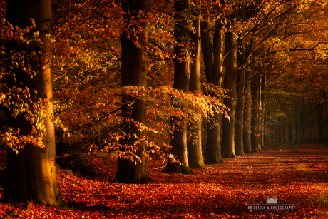 Even terug in de tijd... herfst in de bossen van Gasselte