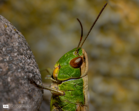 Cricket