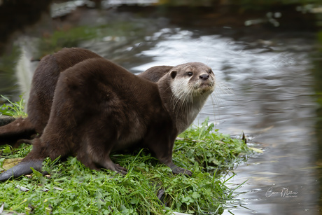 Kleine Otters 