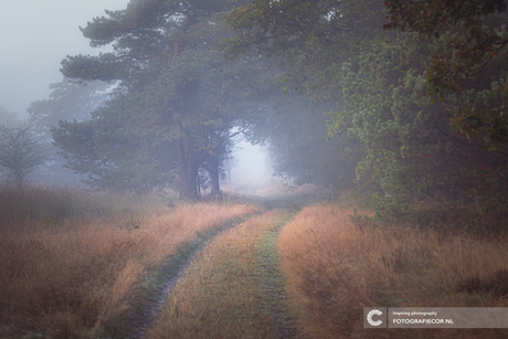 Mistig landweggetje langs de bosrand