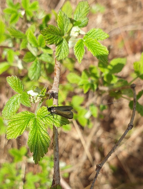 Smaragdlangsprietmot