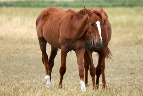 paarden