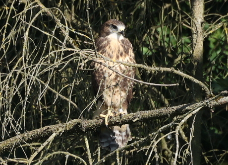 buizerd