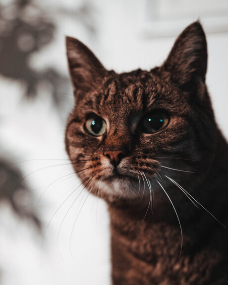 Schattige blik van een kat