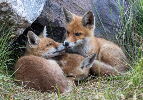 3 jonge vosjes