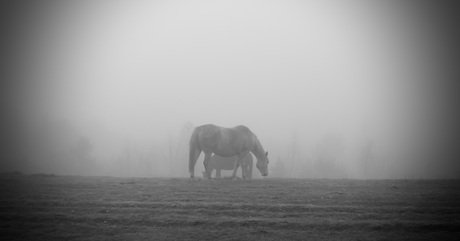 Shadow Horses