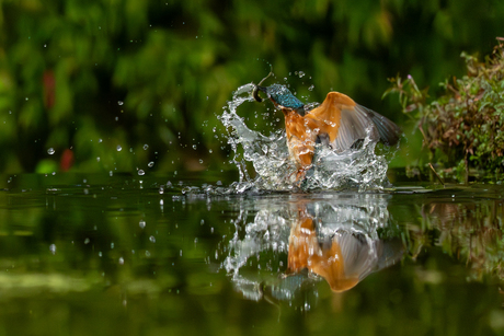 Ijsvogel  vangt visje.