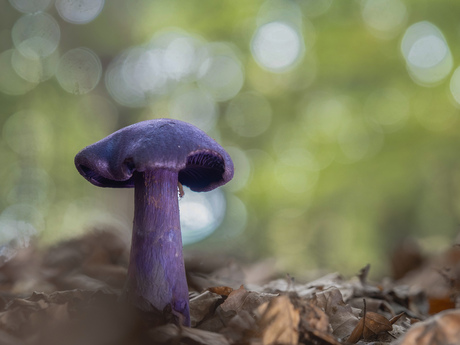 Mooie paarse paddestoel
