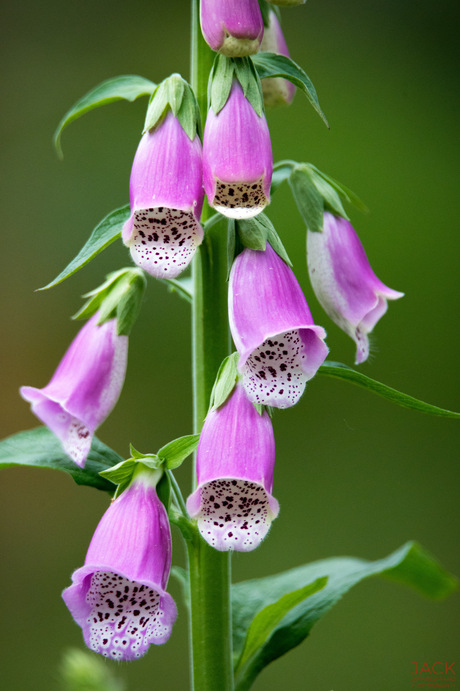 Digitalis