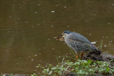 Reiger met vangst