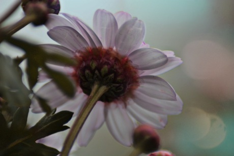 Bloemetje van onder af