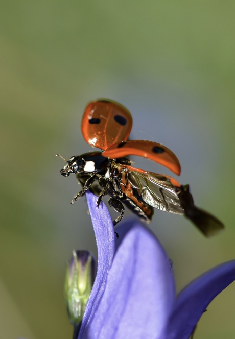 op)vliegend Lieveheersbeestje 