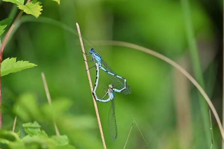 Parende watersnuffels
